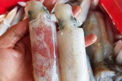 3 cách phân biệt mực tươi và mực đông lạnh