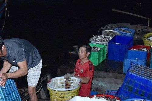 Hải Phòng: Ngư dân phấn khởi vì 'lộc biển' đầu Xuân được giá