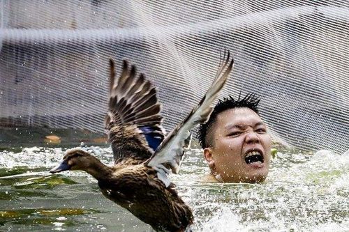 Kịch tính trai làng lội nước thi bắt vịt giành giải thưởng
