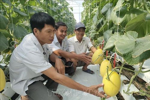 Nông dân vùng biển ứng dụng công nghệ cao trong sản xuất