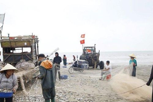 Ngư dân Thanh Hóa trúng đậm mùa đánh bắt cá trích đầu năm mới
