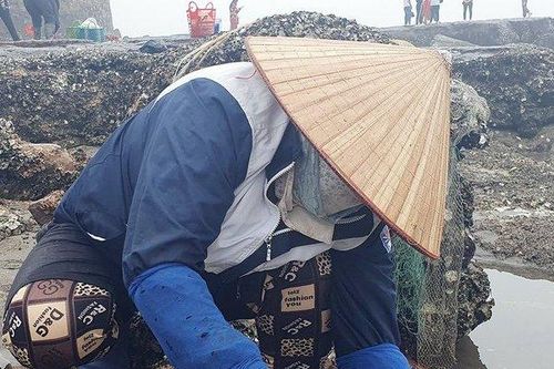 Hải Phòng: Mỗi ngày thu nửa triệu đồng nhờ chăm chỉ gõ hà đá