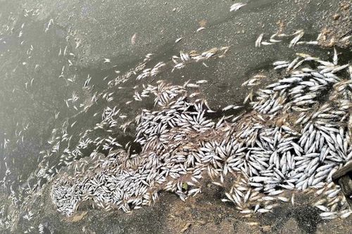 Bất ngờ nguyên nhân cá chết nổi trắng mặt nước nhánh sông Sa Lung