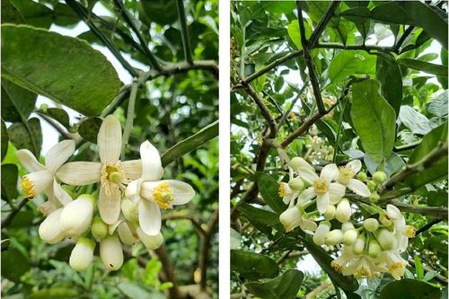 Thức dậy từ 2h sáng làm công việc này, chủ vườn bỏ túi tiền triệu mỗi ngày