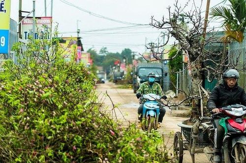 Làng Nhật Tân tất bật 'hồi sinh' đào sau Tết