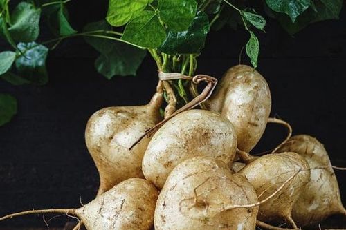 Củ đậu - loại củ vừa làm thuốc vừa giải khát