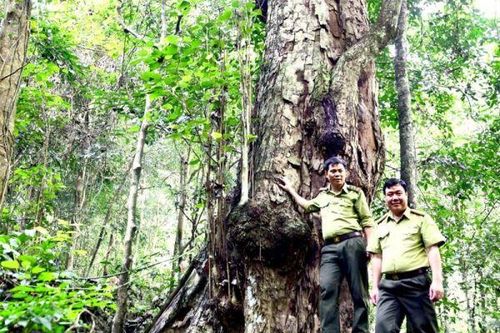 Na Hang có 2 cây Di sản Việt Nam
