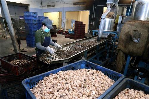 Hóa giải nghịch lý trong chuỗi cung ứng điều