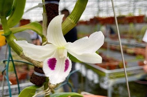 Bài học cay đắng của người từng 'ôm' 7 tỷ đồng, hùn vốn mua một chậu lan đột biến