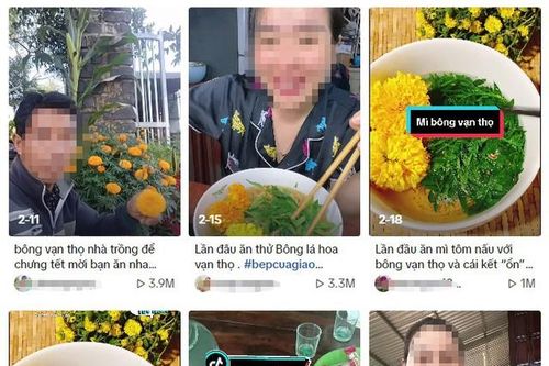 Độc hại của trào lưu sử dụng hoa cúc làm rau ăn