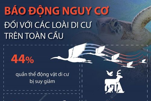 Báo động nguy cơ đối với các loài di cư trên toàn cầu