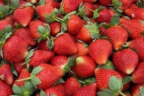 Dâu tây vào vụ 'nhuộm đỏ' khắp các chợ, làm sao phân biệt được với hàng Trung Quốc?