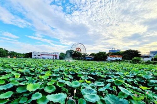 Hà Nội: Tìm người thuê 35.000m2 đất trồng sen tại Tây Hồ, giá 8.800 đồng/m2