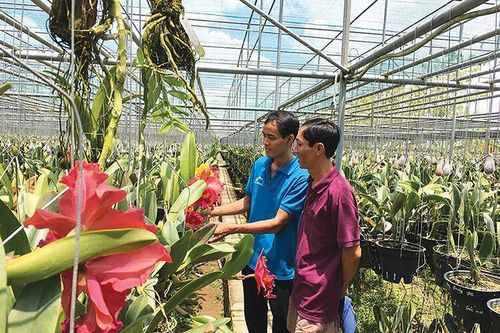 Phát triển sinh kế từ hoa lan