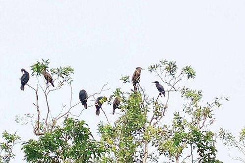 Đất lành, chim đậu