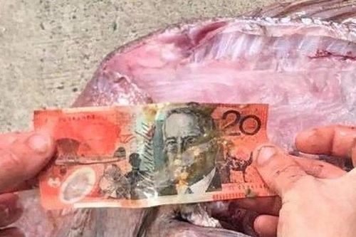 Mổ bụng cá vừa bắt được, người đàn ông sốc nặng khi thấy thứ bên trong