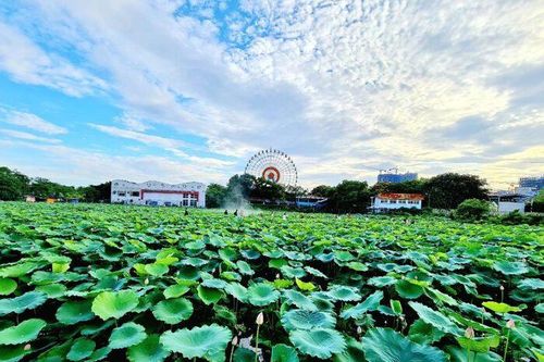 Hà Nội đấu giá cho thuê 35.000 m2 đất tại Tây Hồ