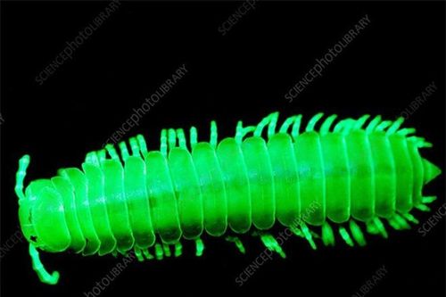 Kỳ lạ những loài động vật có khả năng tự phát sáng