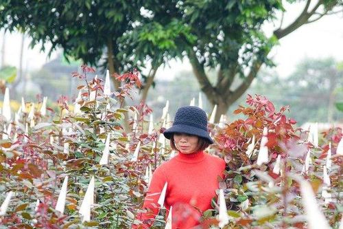 Thủ phủ hoa Mê Linh tất bật trước ngày 8/3