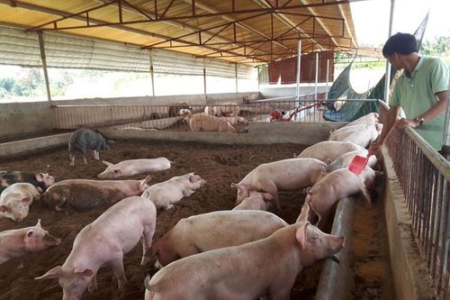 Cân nhắc bổ sung cơ sở lĩnh vực chăn nuôi vào danh mục kiểm kê khí nhà kính