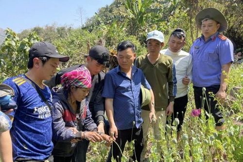 Người phụ nữ trồng hơn 3.200 cây thuốc phiện trong rừng
