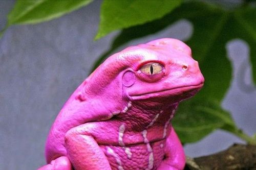 Những loài động vật có hình thù kì dị nhất thế giới
