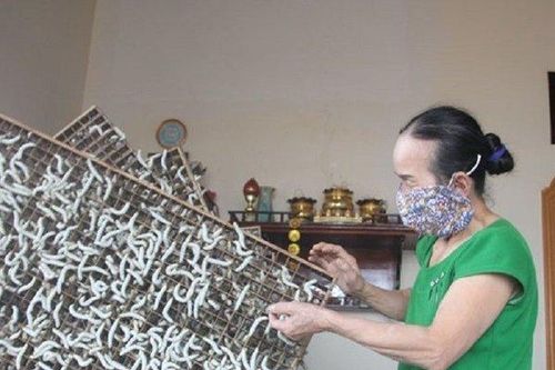Anh nông dân say mê nuôi 'bầy sâu' nào ngờ nhẹ nhàng đút túi 1,5 tỷ đồng