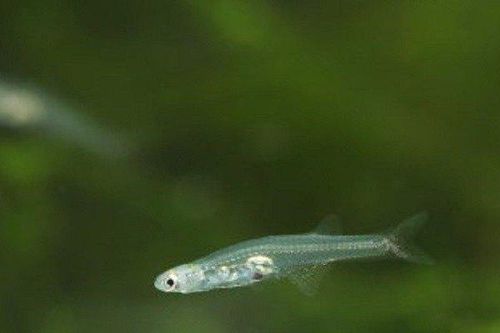 Loài cá 'lạ' chỉ dài 1cm nhưng tạo ra âm thanh lớn như tiếng máy bay