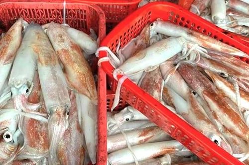 Ngư dân câu được toàn mực to, bán đắt nhất 300.000 đồng/kg