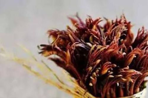 Loại cây 'lạ' mọc dại ở Việt Nam, không ngờ ở nước ngoài lên tầm 'đặc sản' giá 800.000 đồng
