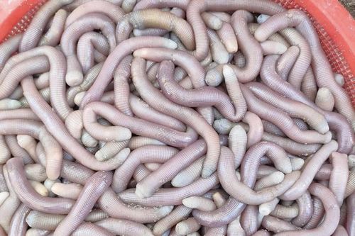 Loại hải sản được ví như 'mì chính' của nhà giàu, giá đắt đỏ nhưng vẫn được săn đón