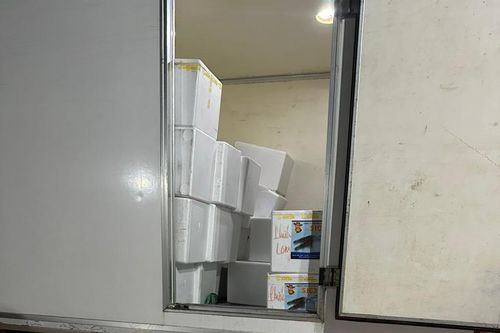 Bạc Liêu phát hiện gần 1,5 triệu con tôm giống không rõ nguồn gốc