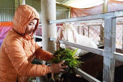 Người phụ nữ bỏ làm công nhân về quê chăn nuôi cho thu nhập 'khủng'
