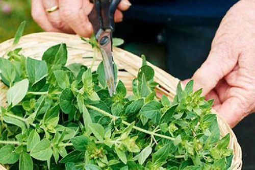 Loại lá 'lạ' giá đắt đỏ 1,2 triệu/kg, ở Việt Nam cũng có người trồng