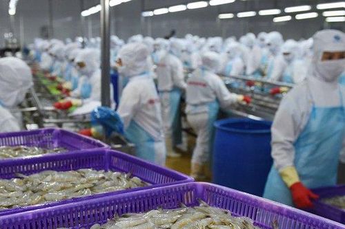 Australia vẫn là thị trường tiềm năng của ngành tôm Việt Nam