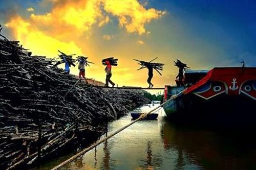Phóng sự ảnh: Nghề hầm than ở Cà Mau được thực hiện như thế nào?