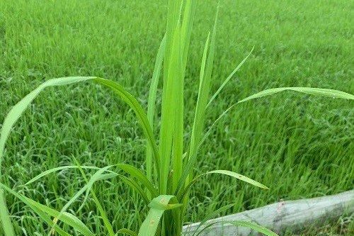 Nguy cơ bệnh đạo ôn cháy lá gây ảnh hưởng đến lúa vụ xuân