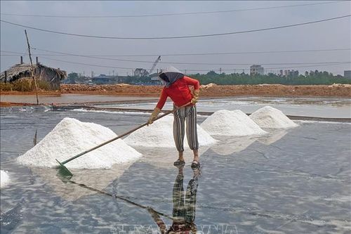 Giá muối giảm 30% khiến diêm dân lo lắng
