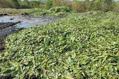 Ninh Thuận: Nguy cơ ô nhiễm từ việc đổ vỏ nha đam ra môi trường