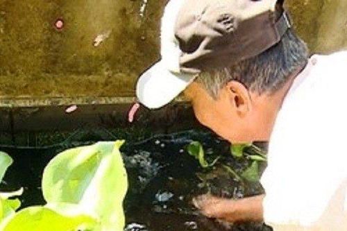 Lão nông kiếm bộn tiền nhờ nuôi con đặc sản to bự trong bể xi măng