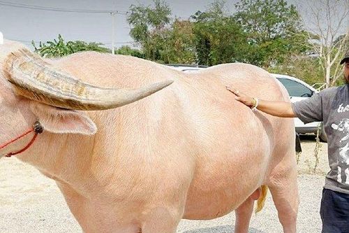 Cận cảnh con trâu bạch tạng khổng lồ được bán với giá 12,4 tỷ đồng