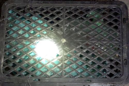 Bàn giao 1 cá thể trăn cho Hạt Kiểm lâm Tuần Giáo