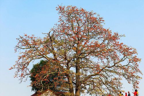 Phát động cuộc thi viết về Cây Di sản Việt Nam