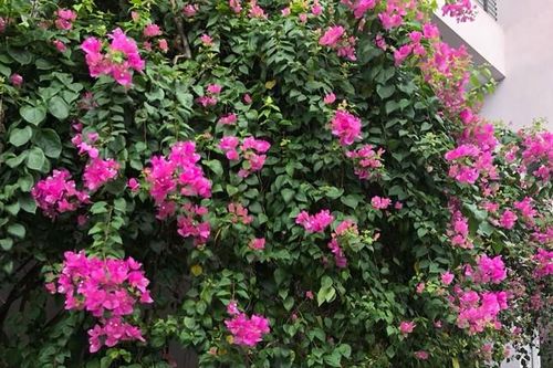 Nữ sinh chuyên Hà Nam đạt giải Nhì môn Văn quốc gia: Yêu con chữ mến vần thơ từ thuở thơ ấu
