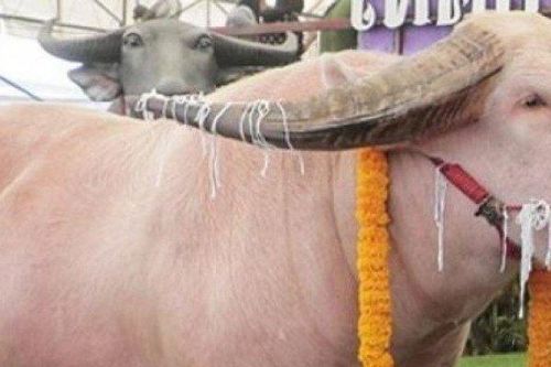 Bán con trâu có màu hiếm, anh nông dân 'ôm' 12 tỷ đồng về nhà