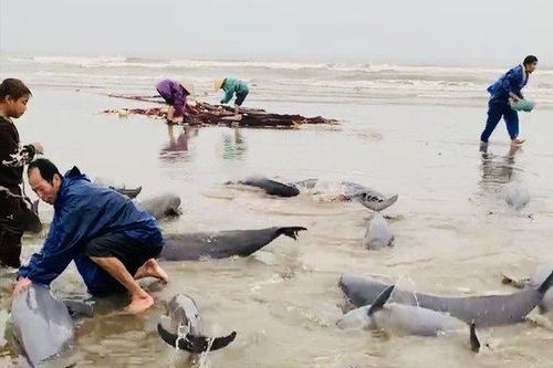 Hình thù kỳ lạ của đàn cá quý mắc lưới ngư dân Hà Tĩnh