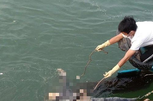 Quảng Bình: Phát hiện thi thể nam giới đang phân hủy trôi trên biển