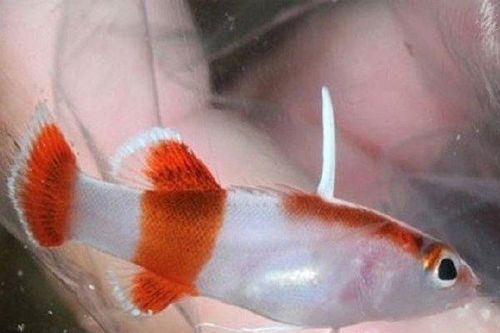 Con cá 'bé xíu' giá gần 250 triệu đồng, 'đại gia' vẫn chi tiền mua về