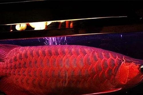 Con cá 'đỏ như máu', giá tận 14 tỷ 'đại gia bí ẩn' vẫn xuống tiền mua