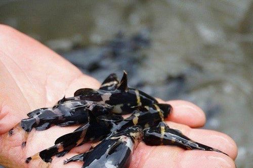Loài cá quý hiếm ở Việt Nam suýt tuyệt chủng nay được nuôi thành công, giá gần nửa triệu/kg